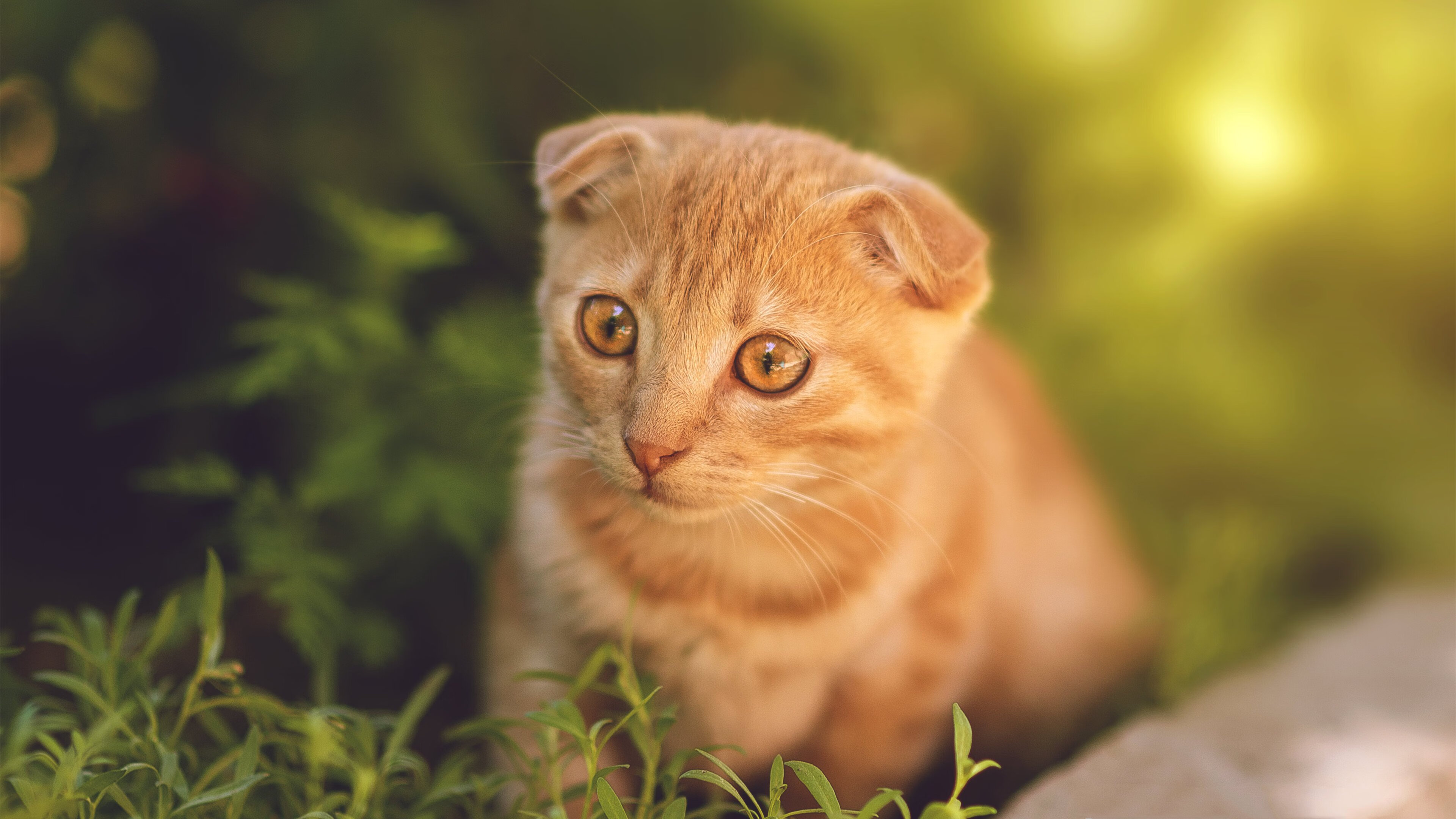 亚洲风暴席卷美利坚!广东横扫独行侠,世界篮球版图迎来新王当立?